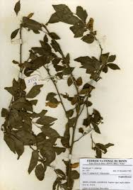 Image result for Erythrococca