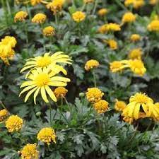 Euryops Chrysanthemoides African Bush Daisy Shrub Gamolepis Chrysanthemoides African Plants Trees To Plant Indoor Garden