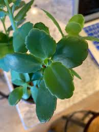 Image result for Hilsenbergia