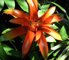 The first is one with unremarkable oval leaves, but once it flowers it produces long and sticky leaves that are capable of attracting, capturing, and finally digesting insects. Red Tropical Plant Tropical Plants Plants Tropical Garden Plants
