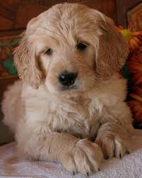 Not All Goldendoodles Are Doodly Natural History
