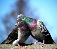 Image result for pigeons