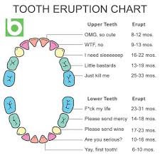 Realistic Tooth Eruption Chart Teething Chart Teeth