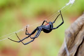 The black widow is famous for its name, given because the female spiders are known to kill and eat males sometimes after mating. Black Widow Spider Facts Black Widow Spider Control Terro