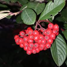 Image result for Cotoneaster pannosus