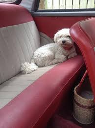 Image result for Rose Taupe 1964 Morris