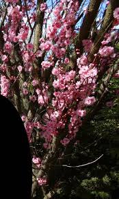 Check spelling or type a new query. Natureplus Name Of This Tree With Pink Flowers Looks Similar To Cherry Blossom