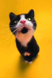 Maybe you would like to learn more about one of these? Download Free Mobile Phone Wallpaper Funny Cat 1532 Mobilesmspk Net