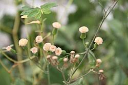 Image result for Emilia subscaposa