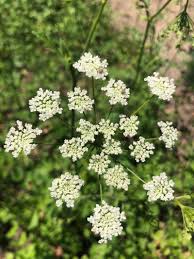 Image result for Pimpinella robynsii