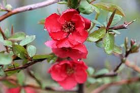 We did not find results for: People Who Tree Flower Flowers Wood Plants March The Leaves Camellia Spring Flower Tree Nature Red Flowers Pikist