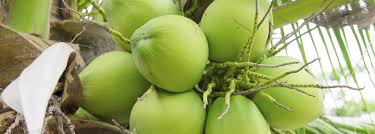 Learn how coconut water can provide a nutritional boost and read about ways you can benefit from consuming it on a daily basis. Is Coconut Water Good For You Does It Have Fat Or Sugar Pritikin