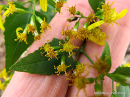 Image result for Senecio deltoideus