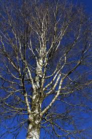 Wer das gehölz zu stark kappt, muss je nach gemeinde. Birke Bonsaipflege Ch