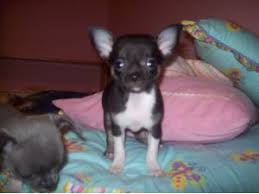 Look at pictures of chihuahua puppies in oregon who need a home. Chihuahua Puppies In Oregon