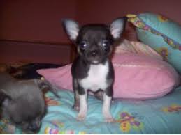 However, free chihuahua dogs and puppies are a rarity as rescues usually. Chihuahua Puppies In Oregon