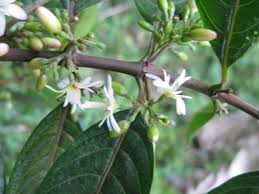 Image result for Canthium glaucum