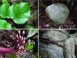 Image result for Cincinnobotrys