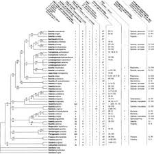 Image result for Swertia kilimandscharica