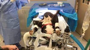 She is very grateful to be able to care for the family pets of her loyal clients. Uc Davis Veterinary Hospital Community Surgery Service Youtube