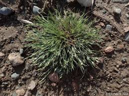 Image result for Juncus bufonius