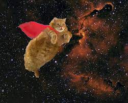 pin by yanyan zhang on lol space cat crazy cats cats illustration