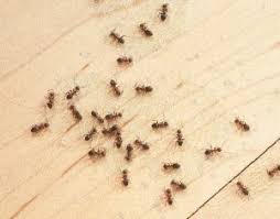 How long do pharaoh ants live? How Long Do Ants Live Western Exterminator Pest Control Services Blog And Pest Control Articles