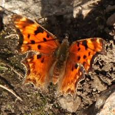 Image result for Cayratia gracilis