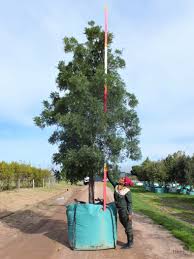 Image result for Afrocarpus falcatus