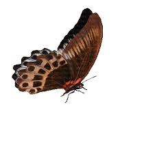 Check spelling or type a new query. Gifs Beautiful Butterflies 120 Pieces Of Animated Pictures