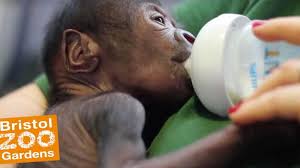 Cool Baby Girl Gorilla Borned With Caesarean Section In Bristol Zoo Chattanooga Daily Science Check More At Http Www Alba Hayvanat Bahceleri Primat Bristol