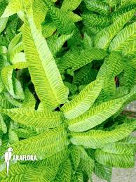 Image result for Coniogramme