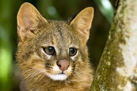 He was a major figure in alonso de ercilla y zúñiga's epic poem la araucana, about the early arauco war. Leopardus Colocolo Cerrato Brasil Small Wild Cats Cats Wild Cats