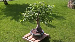 Walnut Bonsai Juglans Regia Impossible Tree Bonsai Baum Bonsai Garten Terrasse