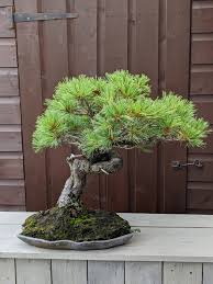 Most pines are hardy to zone 3 or 4. Bonsai Crown Topiary Topiary Trees Uk London