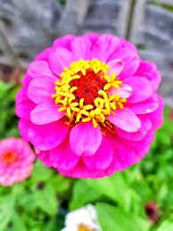 Edible Flower Bouquet Zinnias Zinnia Flowers Beautiful Flowers