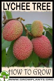 China is the main producer of lychees, followed by india, other countries in southeast asia, the indian subcontinent, madagascar and south africa. Lychee Tree How To Grow Care