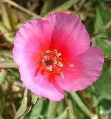 Clarkia Wikiwand