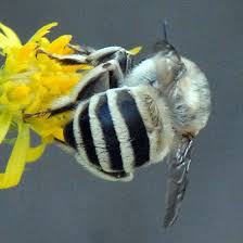 We did not find results for: Id For Black And White Striped Bee Anthophora Urbana Black And White Bee Bee Black And White
