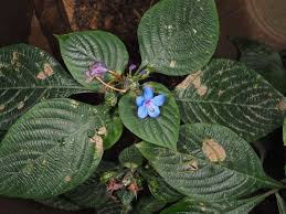 Image result for Eranthemum pulchellum