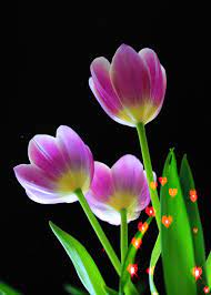 We make a lot of gifs here, especially all the holidays and birthday card gifs. Flowers Gifs Beautiful Bouquets Blossoming Buds