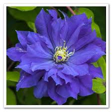 Check spelling or type a new query. Clematis Diamantina Clematis Clematis Plants Flower Trellis