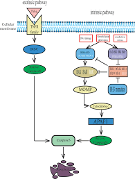 Image result for BCL2 Inhibitor