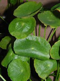 Image result for Hydrocotyle bonariensis