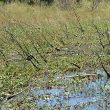 Image result for Aeschynomene uniflora