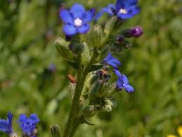 Image result for Anchusa capensis