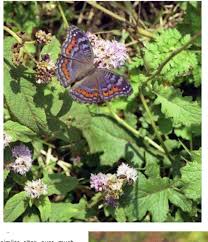 Image result for Dissotis melleri