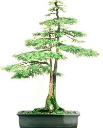 Image result for Mayaca baumii