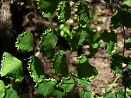 Image result for Adiantum poiretii