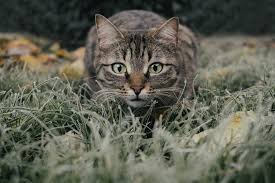 They don't seem bothered by it, they just avoid the areas where we sprayed it. How To Keep Cats Out Of The Garden Best Garden Home And Diy Tips